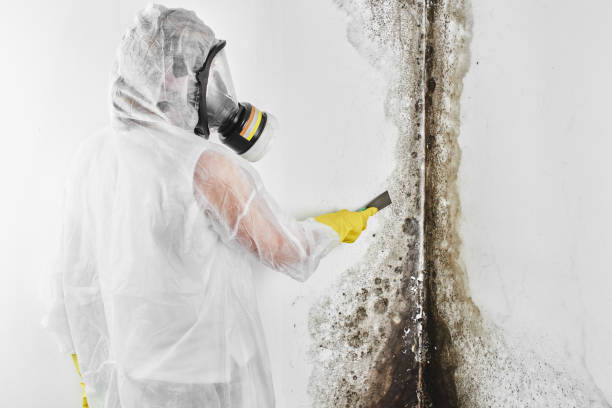 Best Certified Mold Removal  in Miami, FL