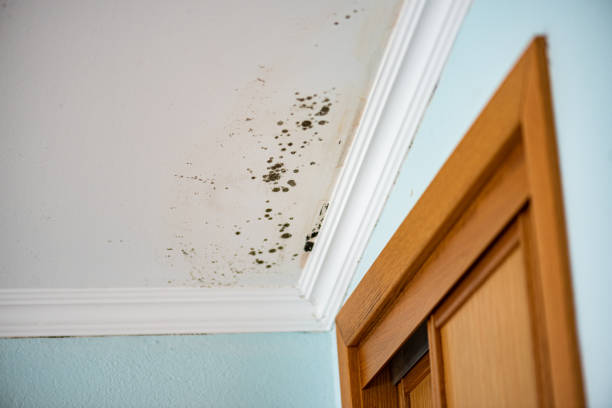 Mold Removal Process in Miami, FL