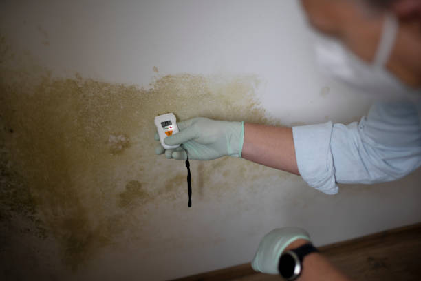 Best Emergency Mold Removal  in Miami, FL