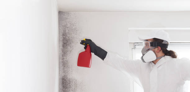 Best Toxic Mold Removal  in Miami, FL