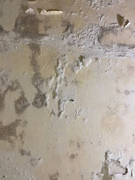 Best Professional Mold Removal  in Miami, FL