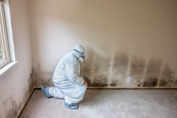 Best Mold Damage Repair  in Miami, FL