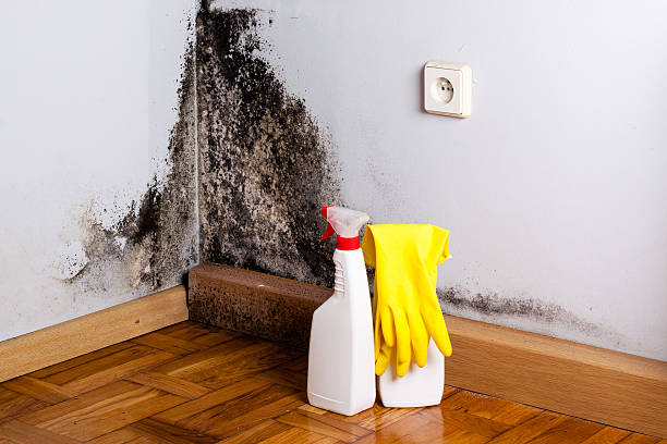 Best Residential Mold Removal  in Miami, FL