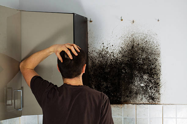 Professional Mold Removal in Miami, FL