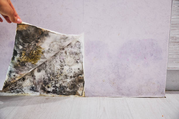Best Same-Day Mold Removal  in Miami, FL